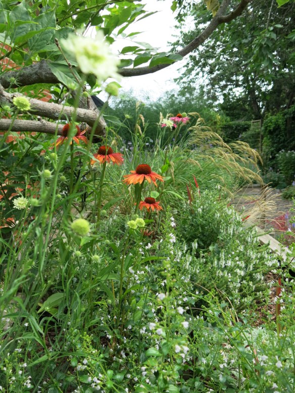 Solrabatten, gulvädd och rudbeckia 'Orange passion'