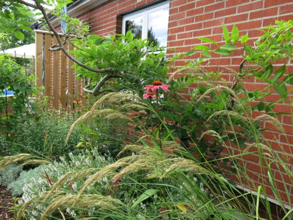 Solrabatten med gräs och rudbeckia 'Mama Mia'.