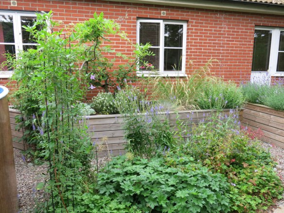 Solrabatten med blåregn.