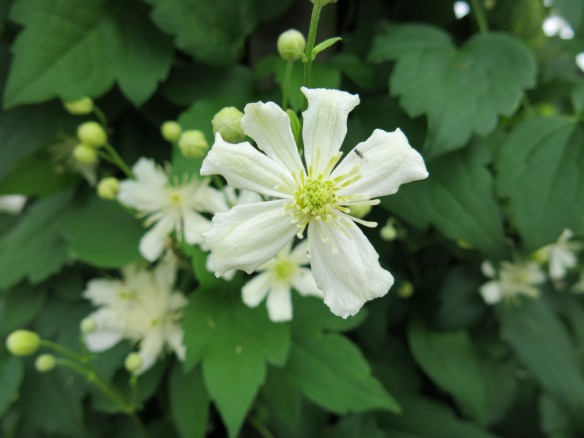 'Summersnow' i blom.