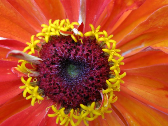 zinnia 8