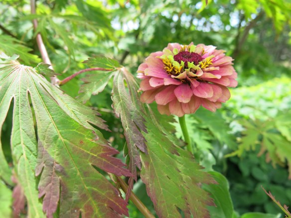 zinnia japansk lönn