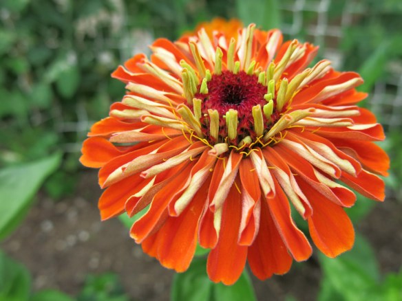 zinnia