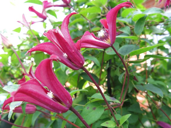 klematis Gravetye Beauty 1