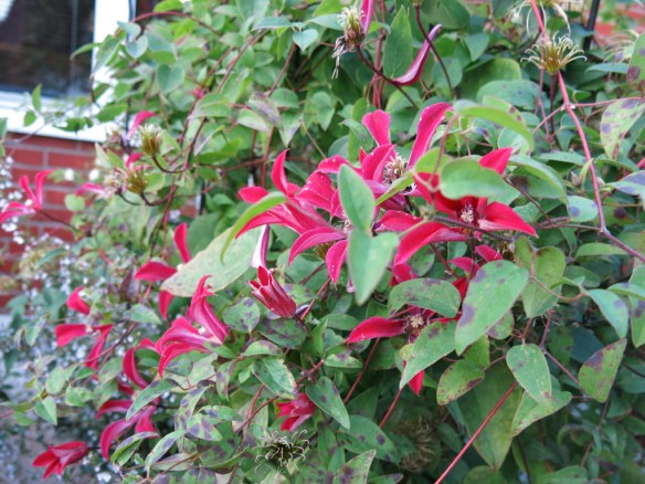 klematis Gravetye Beauty 3