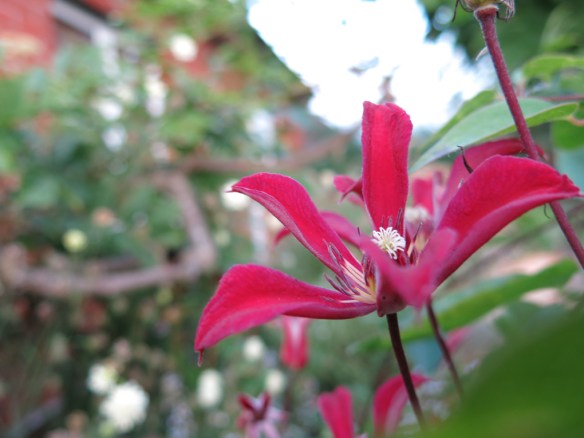 klematis Gravetye Beauty 4