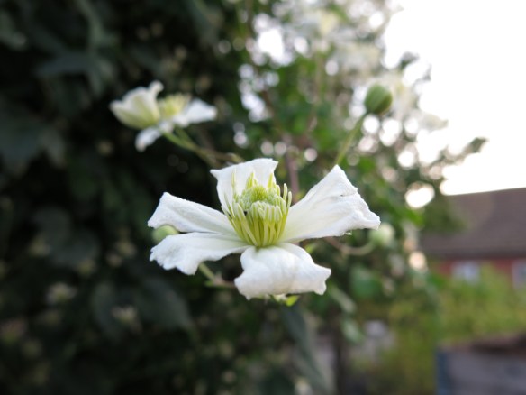 klematis summer snow