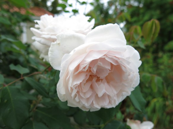 Mme Alfred Carrière