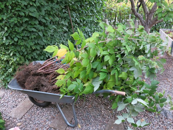 Omgörning bärlandet 5