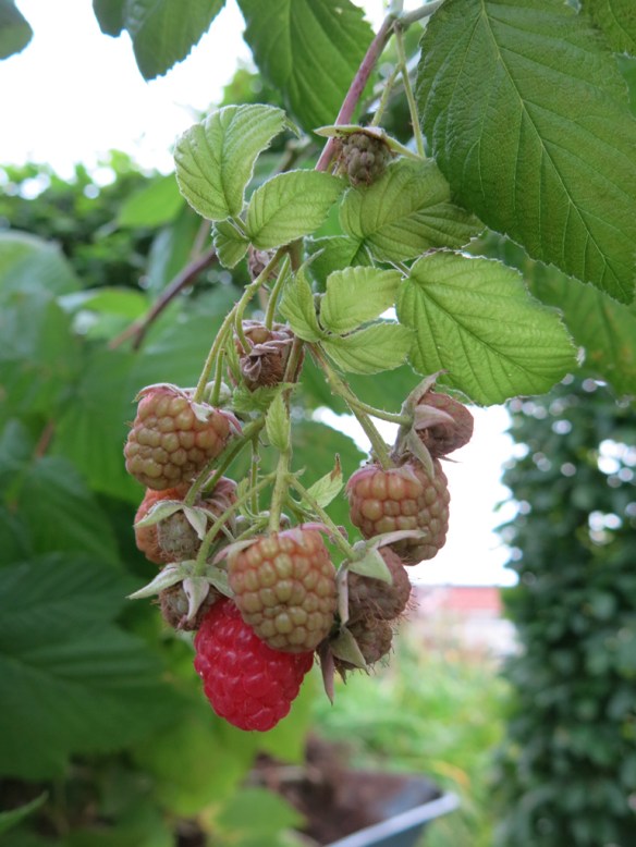 Omgörning bärlandet 6