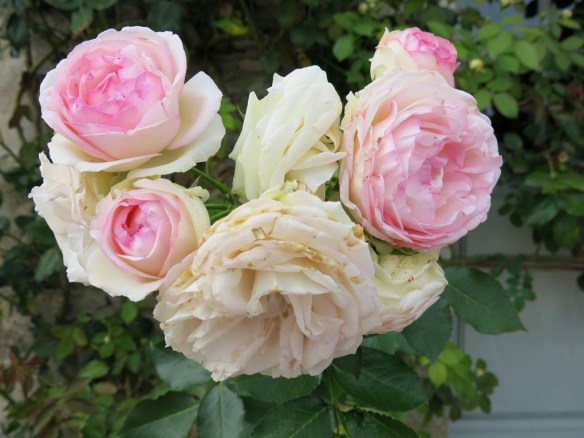Pierre de ronsard eden rose