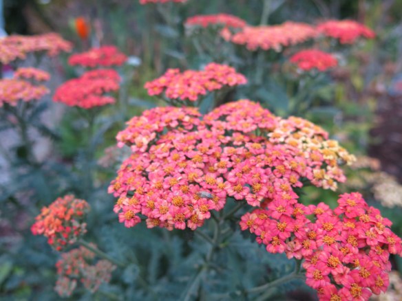 rölleka Summer fruits salmon