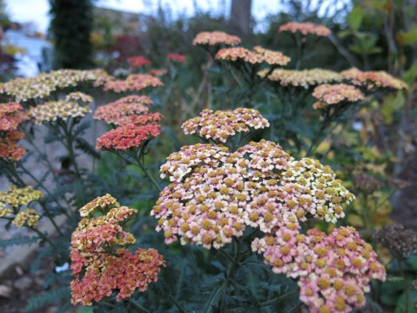 rölleka summerfruit salmon 4