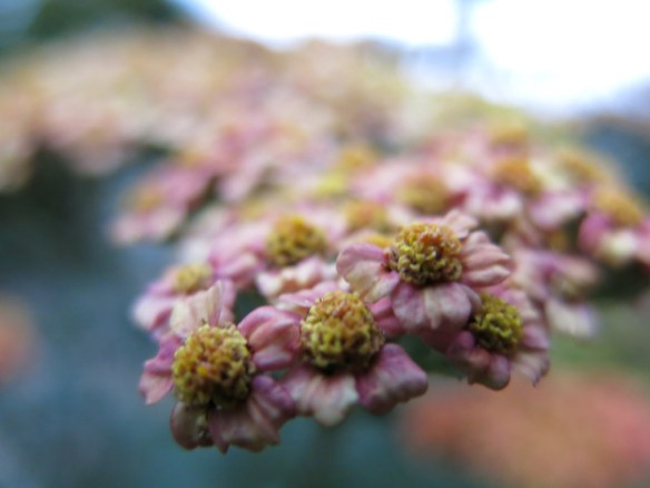 rölleka summerfruit salmon 5