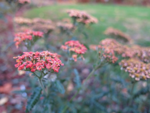 rölleka summerfruit salmon 6