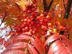 Ullungrönn sorbus 'Dodong'