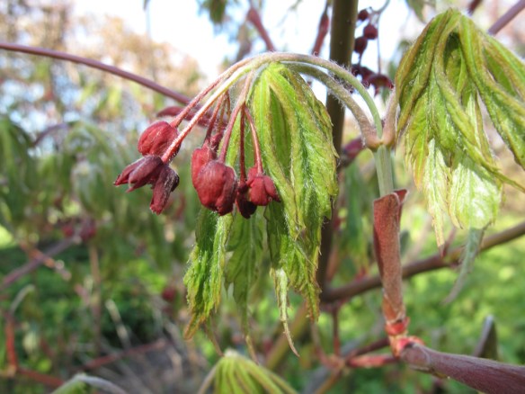 13 maj japansk lönn