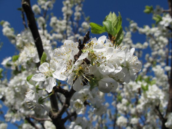 13 maj plommonträd