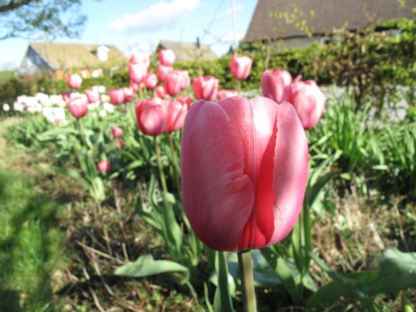 13 maj tulpaner rosenrabatt