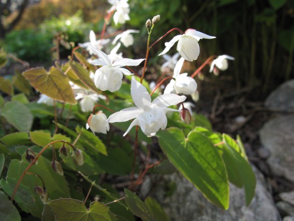 13 maj vit sockblomma