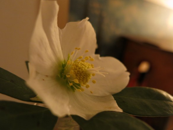 julros helleborus niger 1