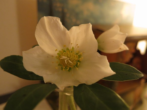 julros helleborus niger 2