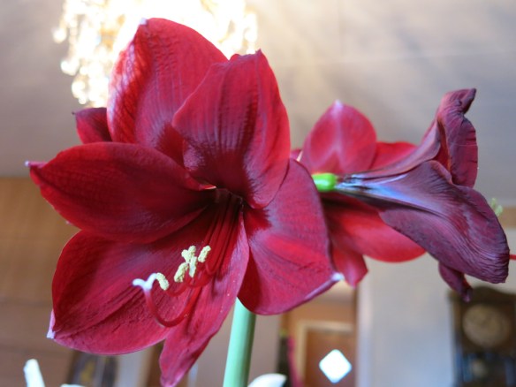 amaryllis Carmen 2