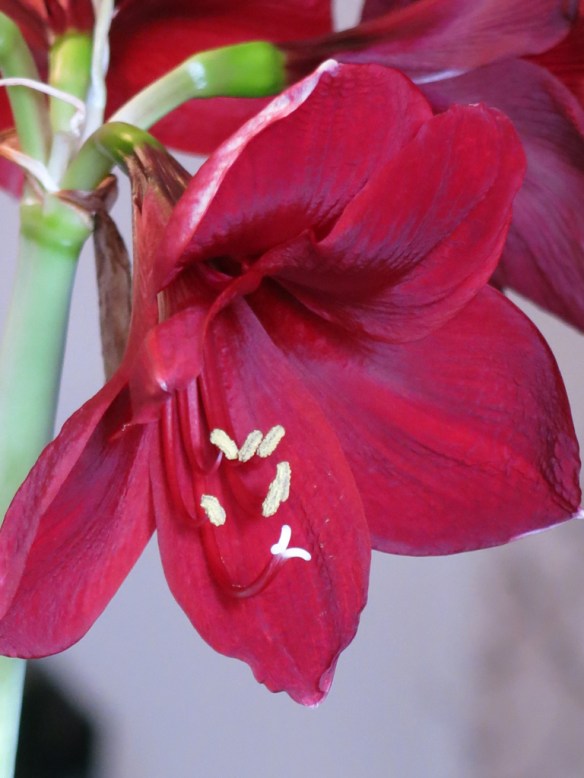 amaryllis Carmen 3