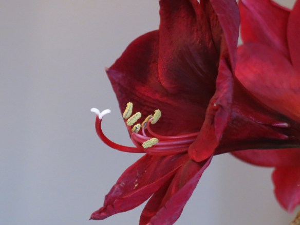 amaryllis Carmen 4