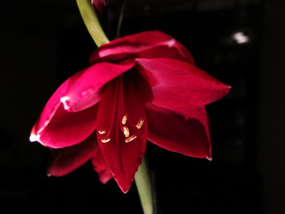 amaryllis Carmen
