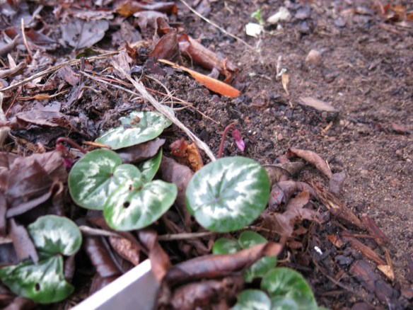 cyklamen cyclamen coum