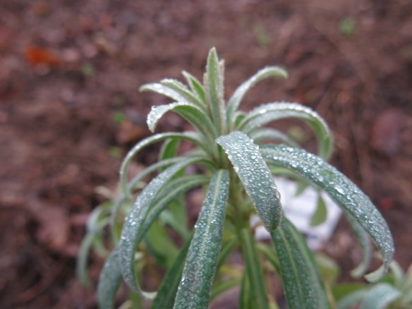 Daggtörel Euphorbia characias ssp. wulfenii