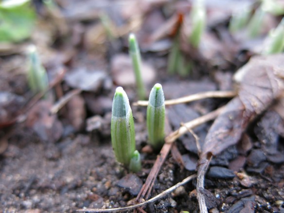 lök knopp Lundområdet