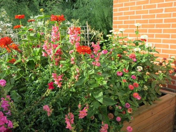 lejongap zinnia 29 augusti 2