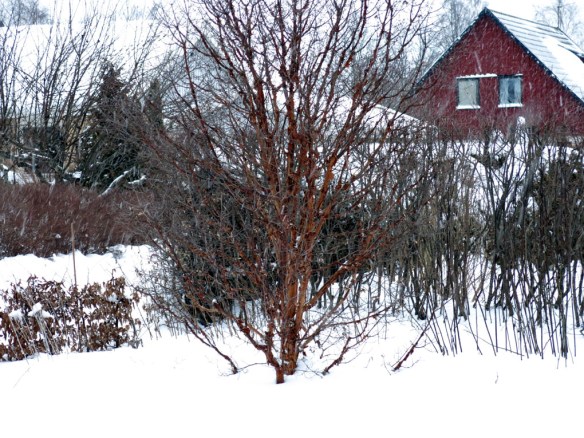 snö 30 jan kopparlönn