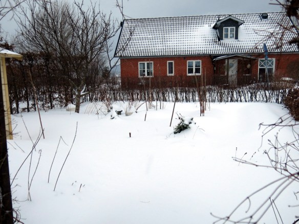 snö 30 jan skära rabatten bärlandet