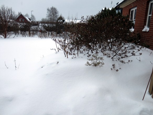 snö 30 jan torvrabatten