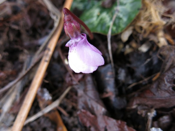 vårtecken 12 feb cyclamen