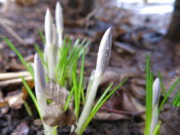 vårtecken 12 feb krokus