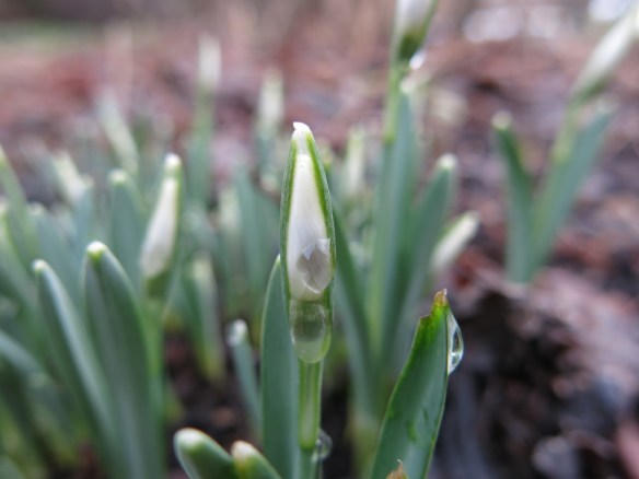 vårtecken 12 feb snödroppe