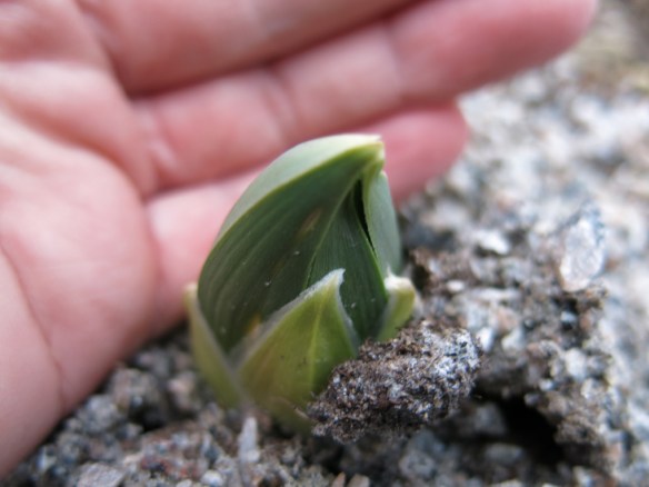 Stäpplilja, vit hög