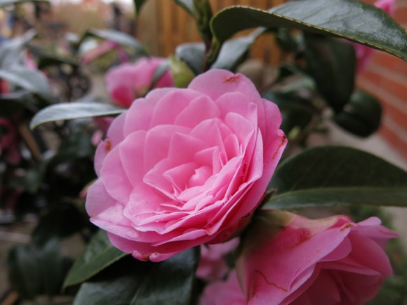 Kamelia Camellia x williamsii ‘Water Lily’