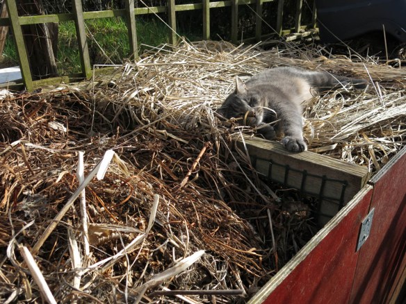 komposthörna katt solkatt