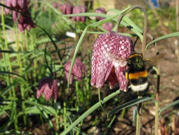 19 april 14 kungsängslilja humla