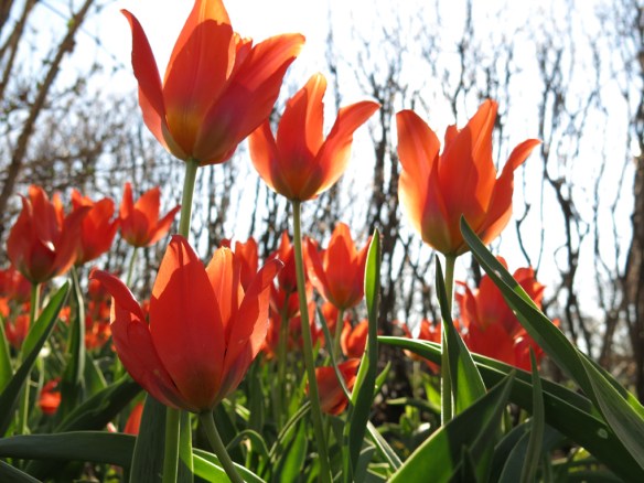 19 april 14 tulpan orange toronto