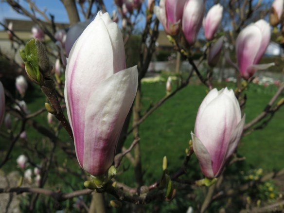 28 april 14 praktmagnolia