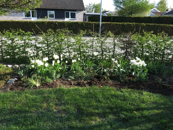 28 april 14 tulpan concerto