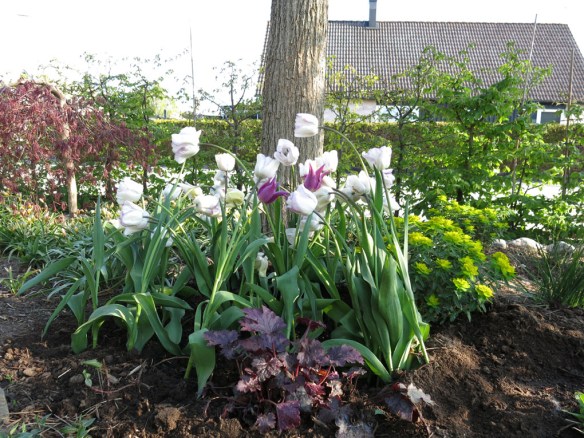 28 april 14 tulpan maytime shirley 1