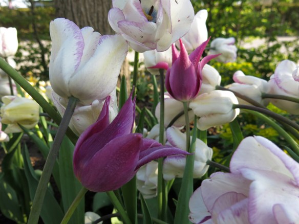 28 april 14 tulpan maytime shirley 2