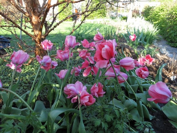 28 april 14 tulpan pink impression